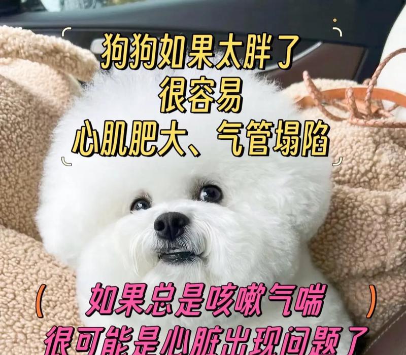 狗狗为何喘粗气咳嗽？（深入探究狗狗喘粗气咳嗽的原因及解决方法）