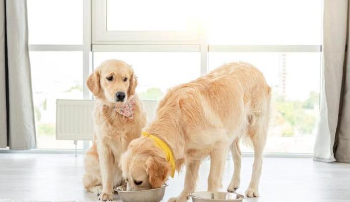 如何选择适合母金毛的配对犬种（挑选伴侣的关键点及适合母金毛的犬种推荐）