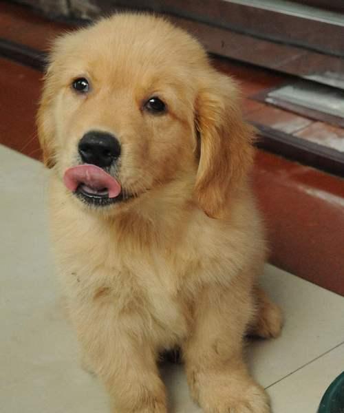 金毛犬的毛色遗传之谜（探寻金毛犬的毛色基因及其影响因素）