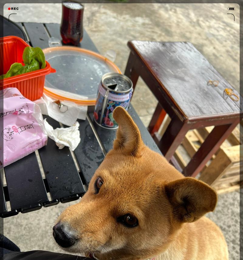 狗吃什么有劲？（饮食是狗健康的基石）
