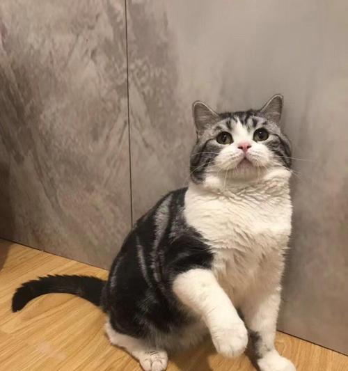 选择适合家养的猫咪品种（了解不同品种特点，给家庭带来愉快的陪伴）