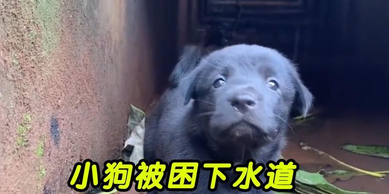老狗的哀叫之谜（探究老狗为什么整天哀叫，寻找解决之道）