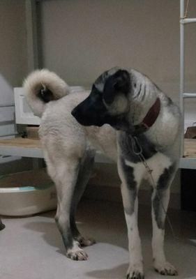 探索坎高犬的纯正颜色之美（揭秘坎高犬纯正颜色的魅力与特点）