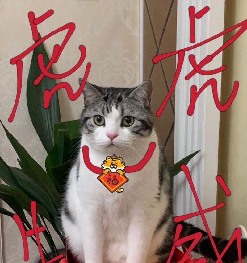 探寻折耳立耳猫的来历与特点（了解折耳立耳猫的独特标志和品种多样性）