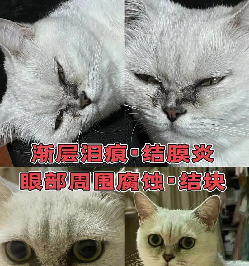 狗狗结膜炎的最佳治疗方法（选择适宜的药物来帮助你的爱犬战胜结膜炎）