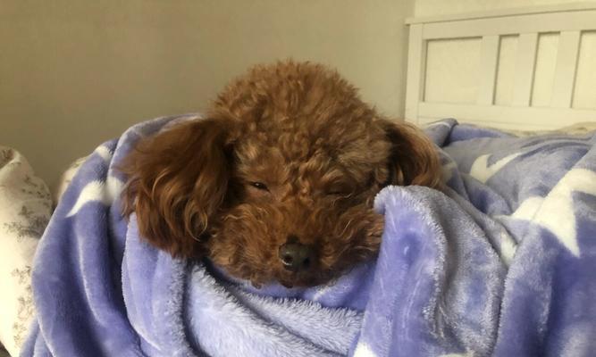 泰迪为什么总是发抖？（探究泰迪犬发抖的原因及解决方法）