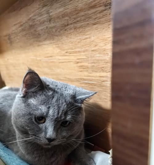 猫眼睛的奇妙之处（猫眼睛的视觉系统如何感知不同的颜色）