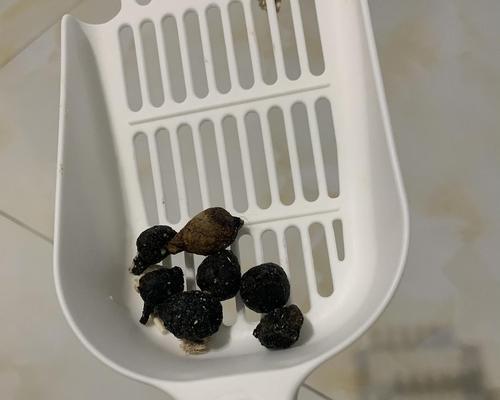猫咪便便的特征与健康标准（如何判断猫咪的便便是否正常）