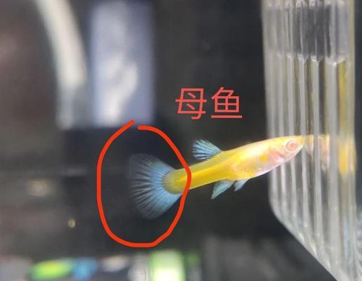 孔雀鱼寄生虫问题解析（揭开孔雀鱼寄生虫之谜，了解寄生虫种类及预防措施）
