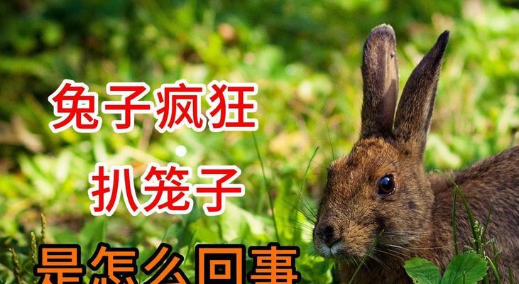 兔子为什么打笼子的门（探究兔子对自由的追求和笼子的限制）