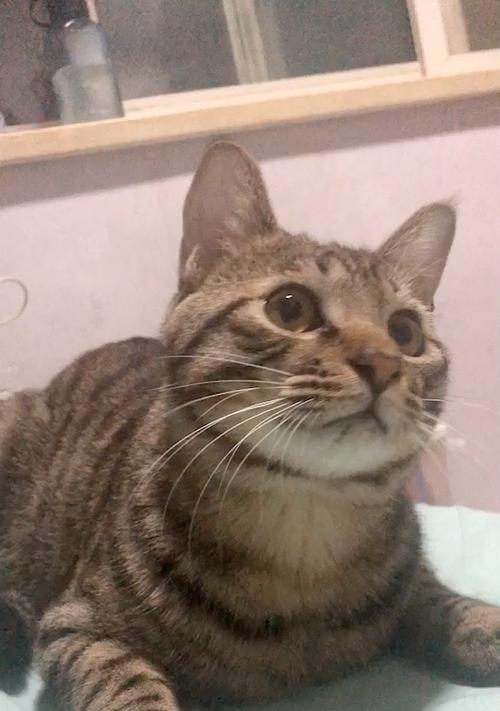 小猫三四个月总叫，原因是什么？（探究小猫在三四个月阶段总是大声叫唤的原因）