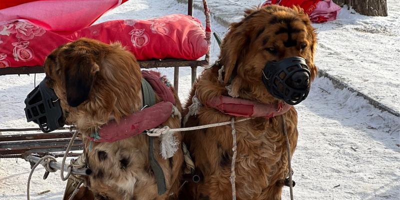 探索不同花纹狗的独特魅力（品味犬类世界的多彩斑斓）