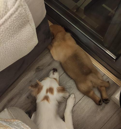 幼犬为什么不爱走？（探究幼犬不愿意走的原因及解决方法）