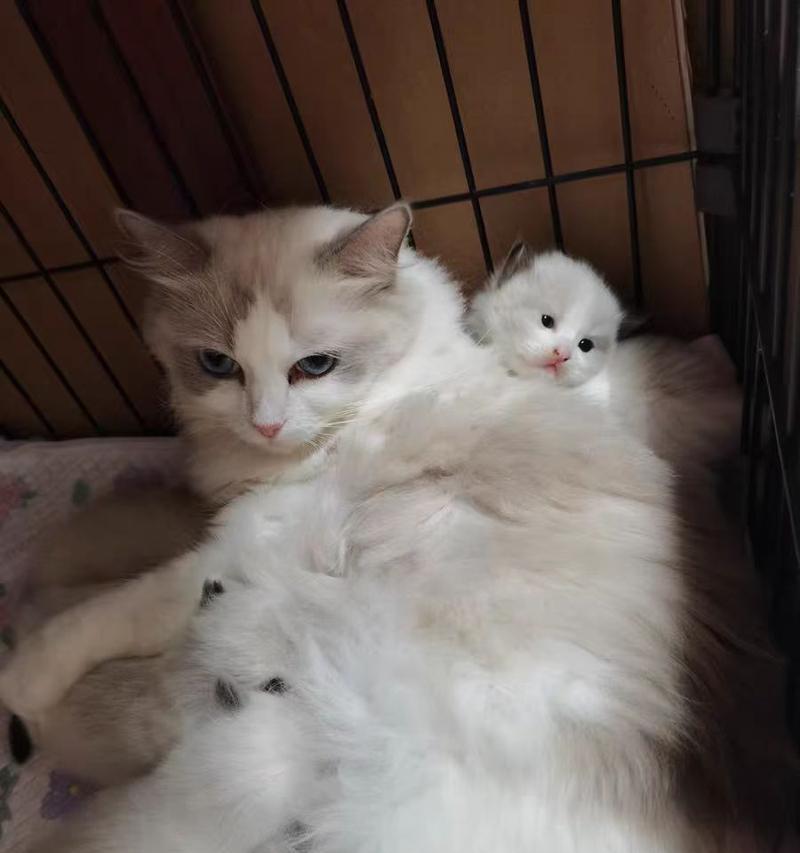 小猫崽饮食指南（养育小猫崽，关键在于饮食）