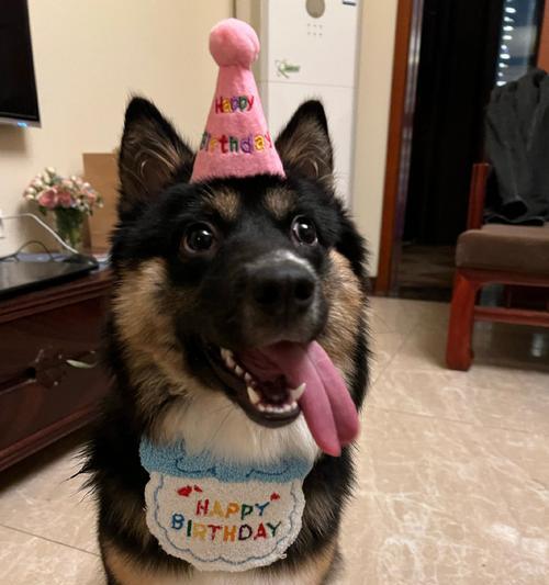铁包金狼狗（探索金毛犬犬种特征与历史渊源）
