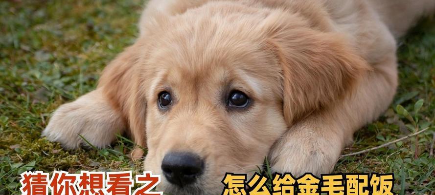 如何选择适合金毛大狗吃的狗粮（金毛大狗的饮食需求及营养配比）