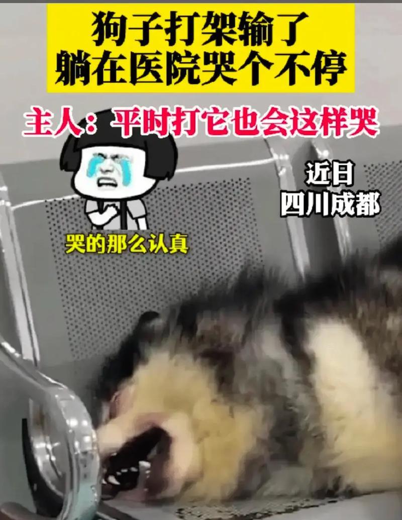 狗为何会以哭一样叫？（探究狗以哭一样叫的原因和意义）