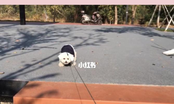 比熊长脓包的形成及治疗方法探讨（了解比熊长脓包的原因与处理方法）