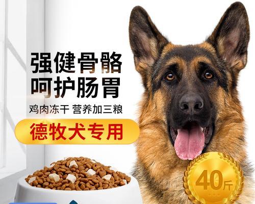 成年德牧狗饮食指南（了解如何为你的成年德牧狗提供均衡的饮食）