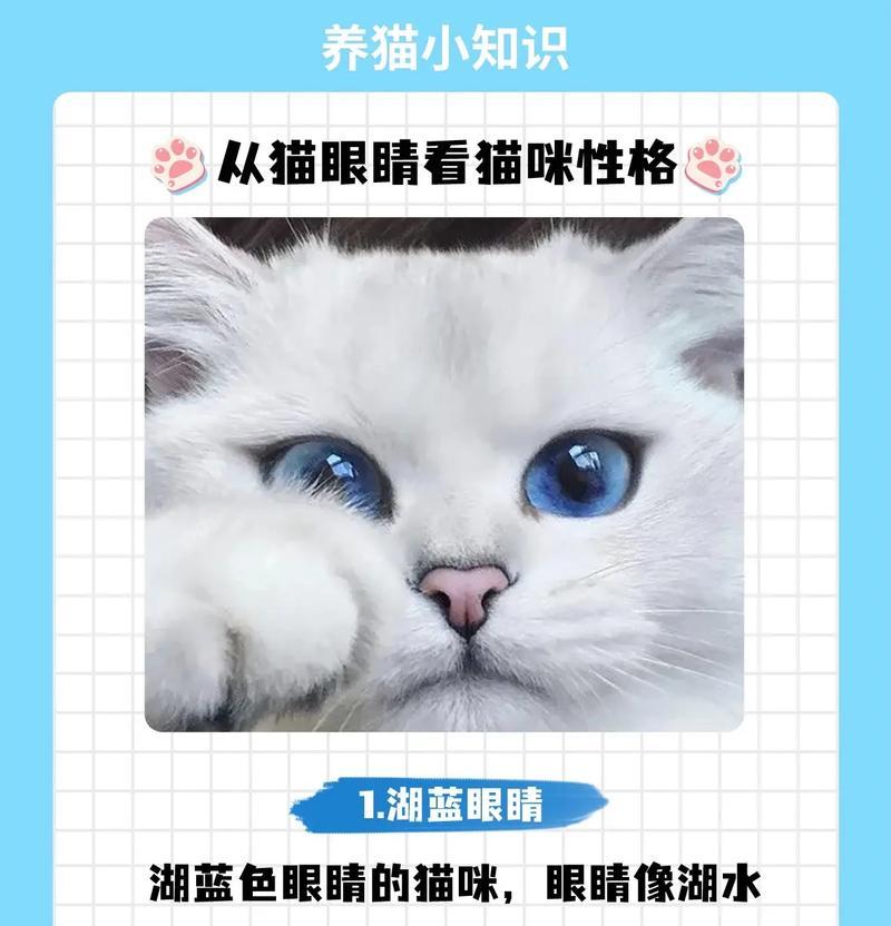 小猫眼中的奇迹（探索小猫眼睛的变化之谜）