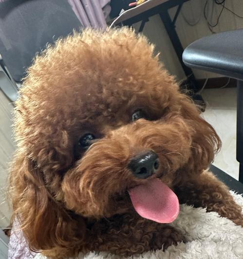 选择一只适合你的伴侣犬——如何挑选最佳品种（了解你的需求，找到适合的犬种）