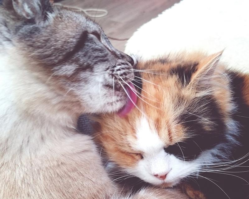 为何公猫喜欢舔母猫？（探寻公猫舔母猫行为的原因与动机）