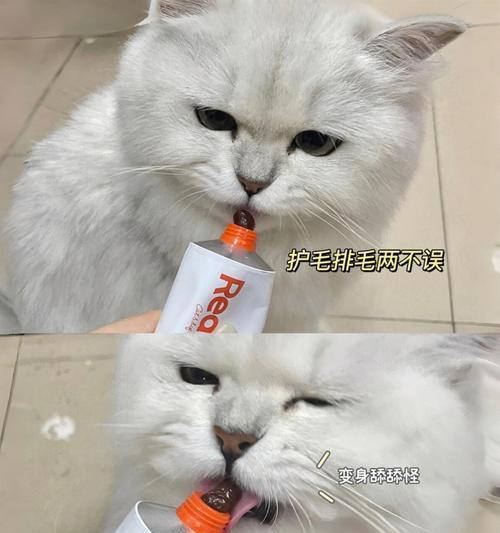 为什么我的猫咪一直舔？（揭秘猫咪舔的原因及如何应对）