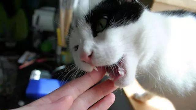小猫为什么喜欢挠人？（探究小猫挠人行为背后的原因和意义）