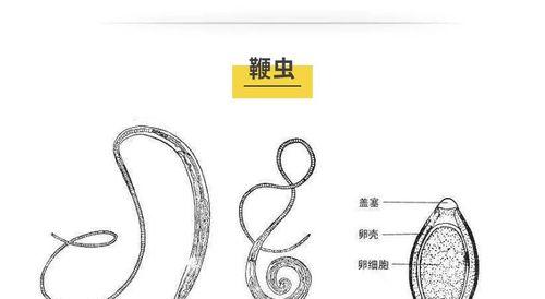 幼犬为什么会有寄生虫？（探究幼犬寄生虫感染原因及预防方法）