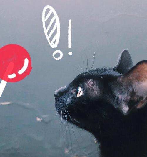 猫中毒后的光恐惧症——揭秘中毒源与后遗症（从天然物质到化学品，猫的光恐惧是如何引发的？）