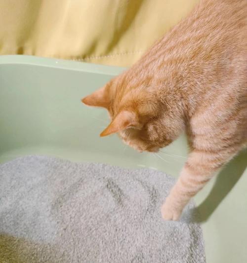 猫咪泌尿感染的原因及预防措施（揭秘猫咪泌尿感染的神秘面纱，助力健康宠物生活）