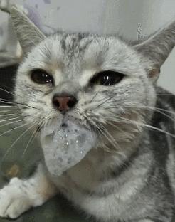 猫头上长得泡泡是什么意思？（揭秘猫头上长泡泡的原因及含义）