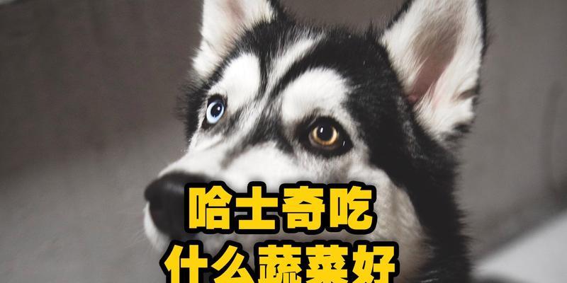 哈士奇的饮食对身体发育的影响（深入了解哈士奇的食物需求，让它健康成长）