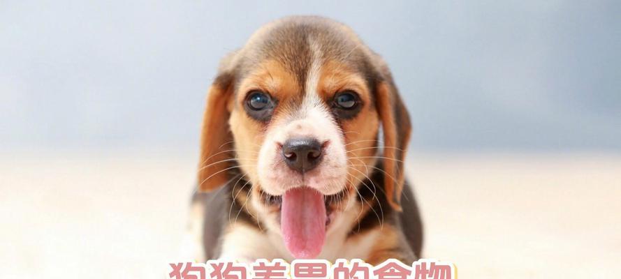 如何让你的狗狗拥有健康亮丽的毛发（探索狗狗食谱中的发毛秘密，让毛发更加浓密、亮丽和健康）