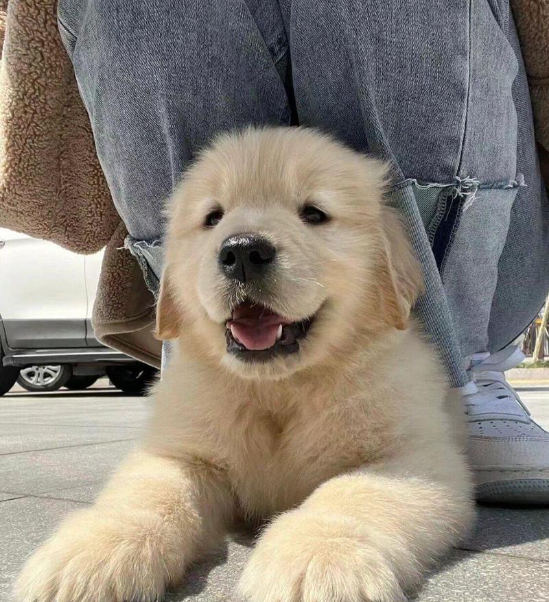 短毛金毛犬（探索短毛金毛犬的特点和魅力）