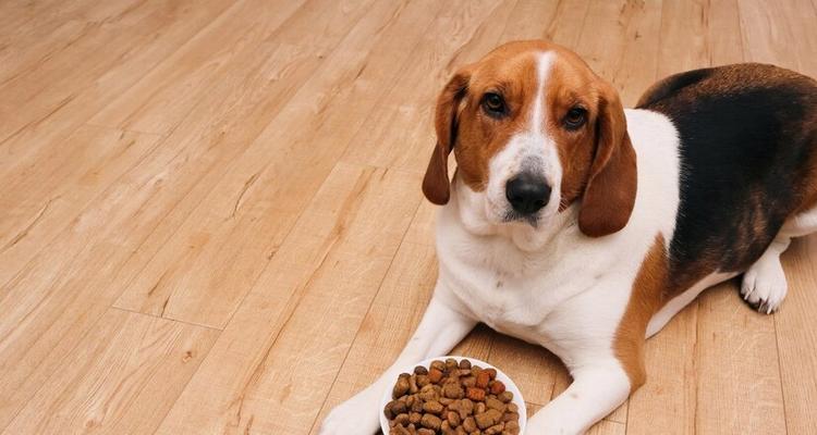 比特犬的理想狗粮选择（寻找比特犬最适合的饮食方案）