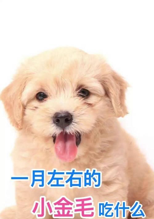金毛见食（以金毛见什么吃什么）