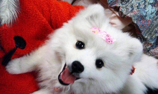 银狐犬的禁忌之处（不可忽视的注意事项）