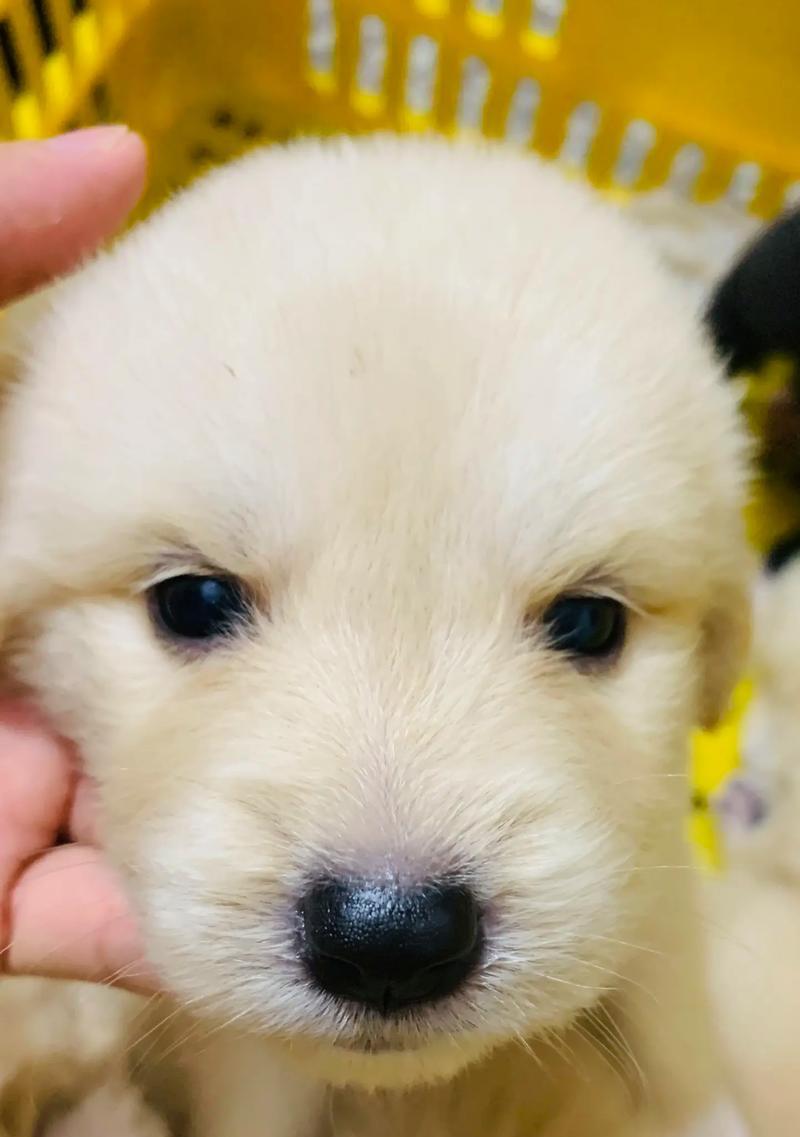 边境牧羊犬的理想配对对象（探索边境牧羊犬的完美搭档及性格特点）