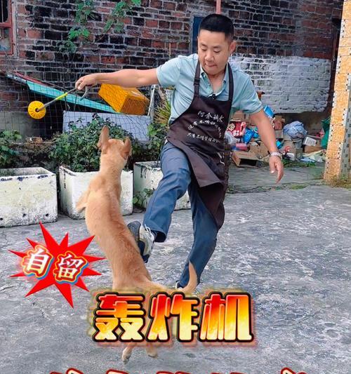 以马犬的天性和特点（天生会什么？以马犬天生的本能和技能让人惊叹！）