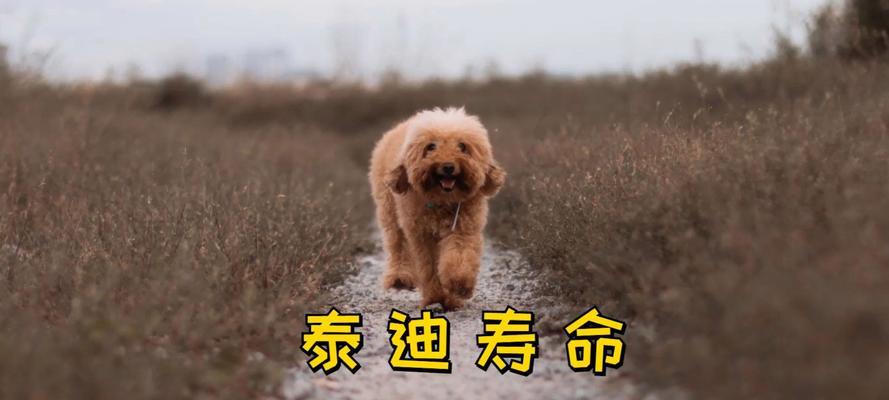 如何让泰迪毛色更好看（以正确的食物为基础，让泰迪的毛色绽放光彩）