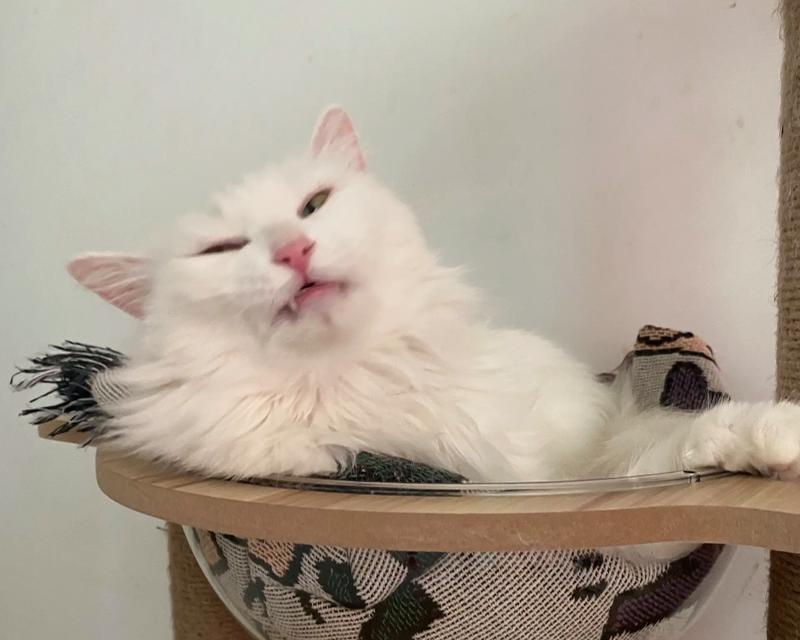探索猫鼻子的奇妙之处（了解猫鼻子的多重功能和神奇力量）