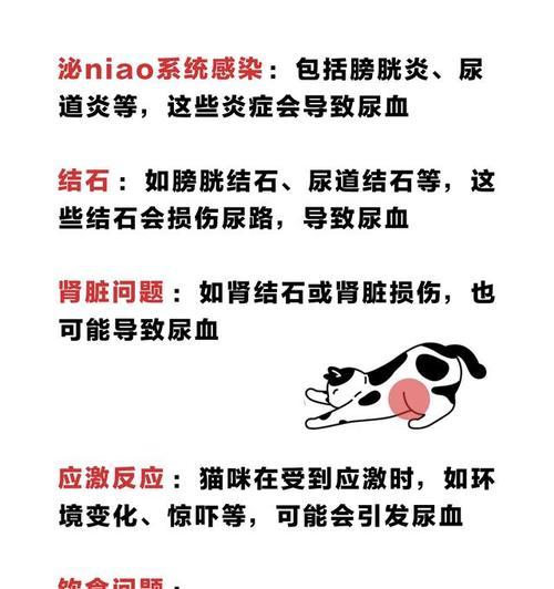 幼猫尿频尿少的原因及处理方法（幼猫尿频尿少可能的原因及解决办法）