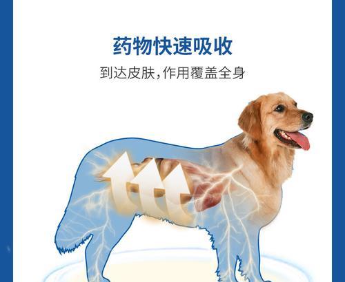 金毛宝宝驱虫药的选择与注意事项（了解金毛宝宝的驱虫药使用时间和方法，守护宝贵的生命）