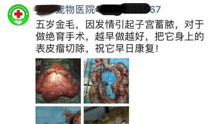 猫子宫脱落的原因及预防措施（了解猫子宫脱落的主要原因和如何避免这种情况发生）