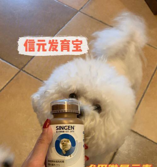 以金毛喂发育宝（金毛喂养的必要性与注意事项）