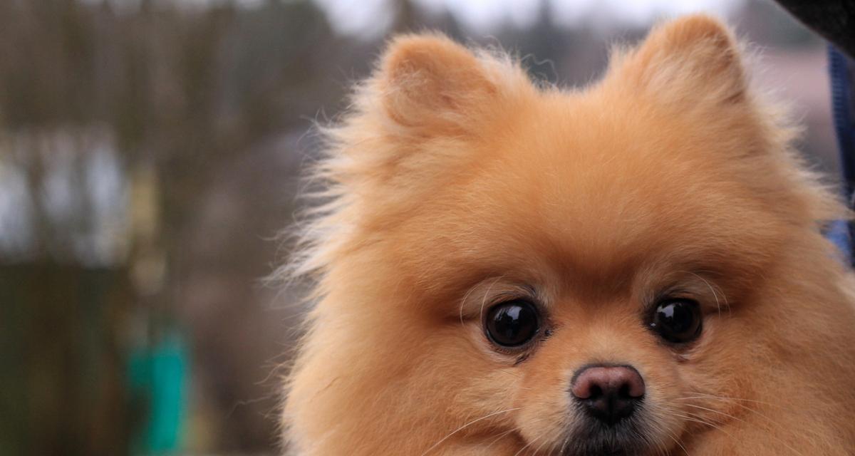 博美犬——天性活泼可爱的宠物伴侣（探索博美犬的独特魅力与适应性）
