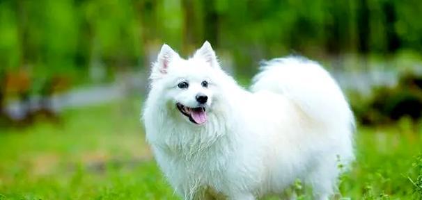 银狐犬的体型特征（探索银狐犬的外貌与体格特点）