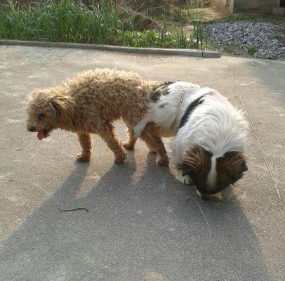 泰迪犬交配的最佳时间（科学把握，繁衍健康）