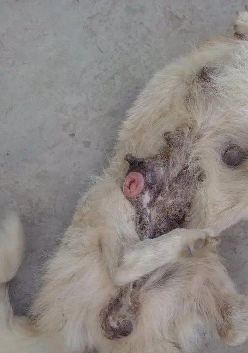 狗妊娠61天，体温36℃，什么时候生？（狗的妊娠期和生产迹象，以及如何预测分娩时间。）